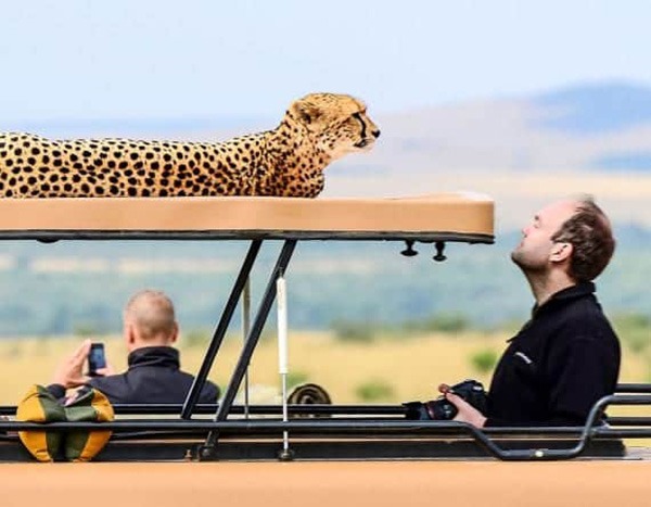 Cheetah by Stanley Wing